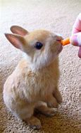 Image result for baby bunny eating carrot