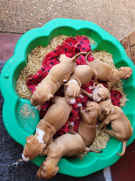 American Staffordshire Bull Terrier - Aberdeen - PetsForHomes