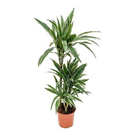 Buy Online: Dracaena Red Plant in 6 Pot / Shop Now