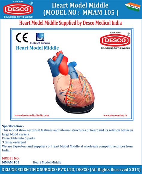 Heart Model Middle | Manufacturers & Suppliers | Desco