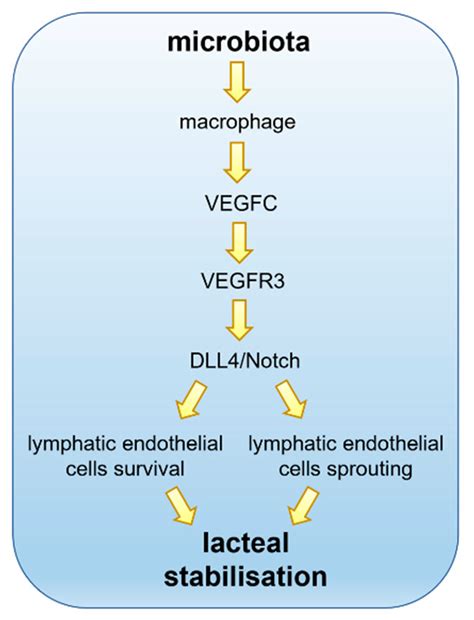 Interplay between Gut Lymphatic Vessels and Microbiota