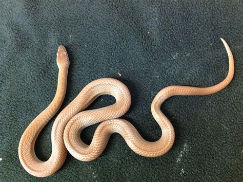 African House Snake on Green Carpet