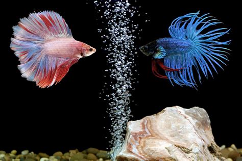 How Many Betta Fish in a 10-Gallon Tank – Our Helpful Guide