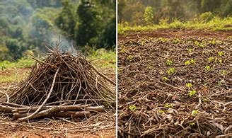 Shifting Cultivation: Meaning, Process, Pros & Cons