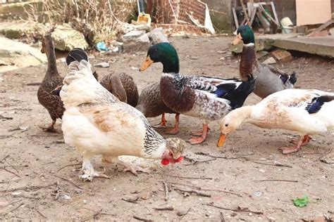 How Do Ducks Mate? Understanding the Duck Mating Process
