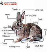 Image result for Rabbit Parts Cute