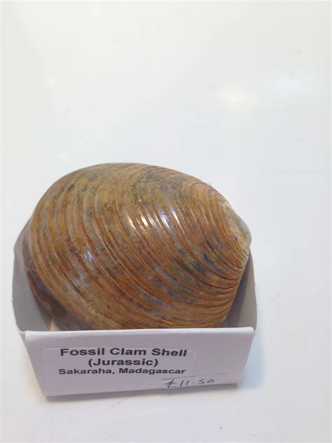 Fossil Clam Shell – Creetown Gem Rock Museum