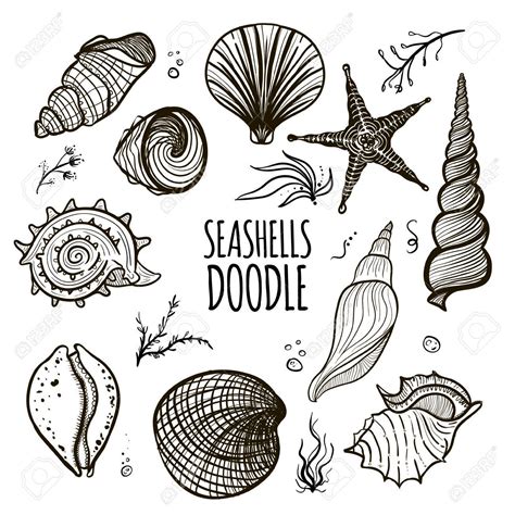 Sea Shells Drawings at Lucinda Kindler blog