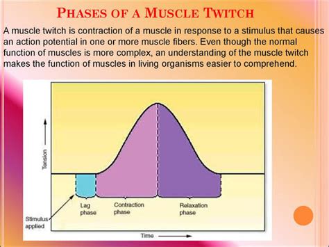 Image result for Muscle Twitch Graph