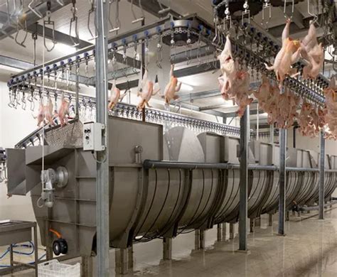 Chicken Processing Plant - Semi Automatic Chicken Processing Plant ...