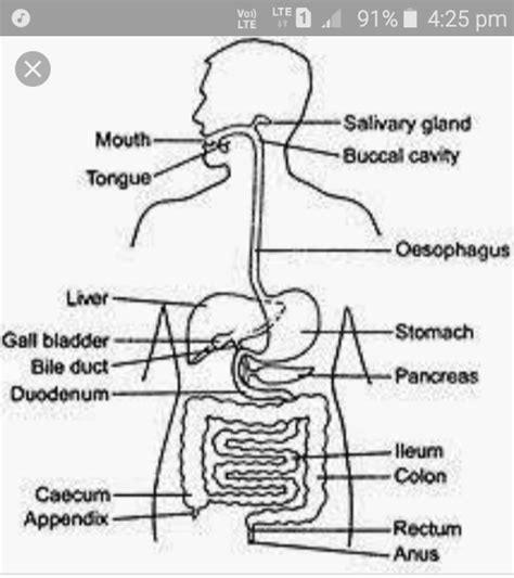 draw a diagram of human alimentry canal label the following part in ...