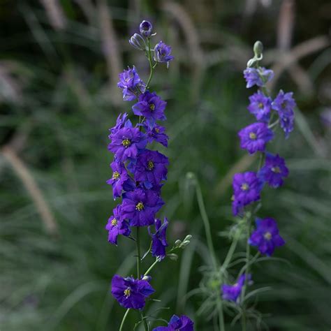 Buy larkspur Consolida regalis 'QIS Dark Blue': Delivery by Waitrose Garden