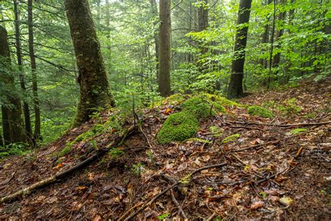 Image result for Homemade Digging Deep