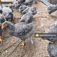 Image result for Different Types of Chicken Poop