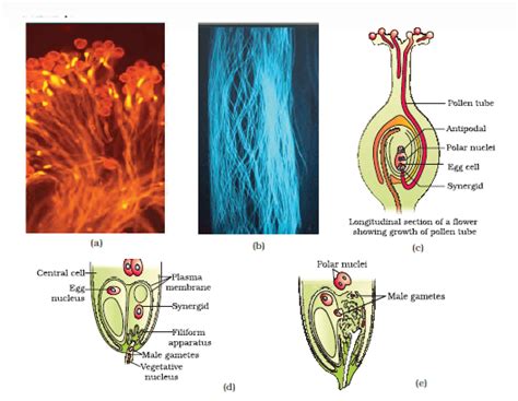 Mnemonics: Sexual Reproduction in Flowering Plants - Biology Class 12 ...