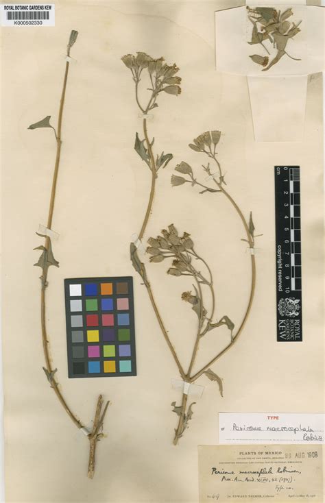 Pericome A.Gray | Plants of the World Online | Kew Science