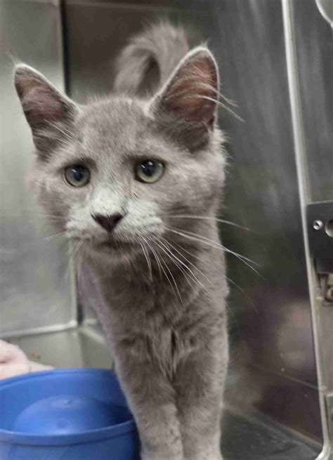 Wendall #68739 – Humane Society of Wicomico County