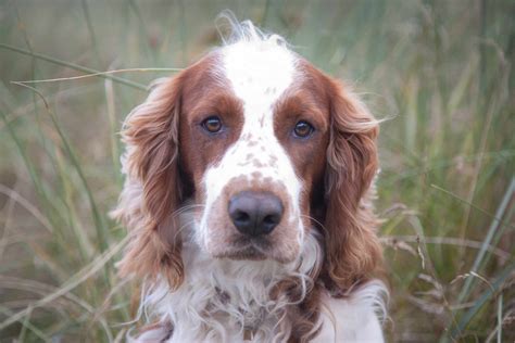 14 Spaniel Dog Breeds for Canine Lovers
