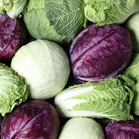 Discover 10 Cabbage Varieties & Their Exciting Uses! - Salads with ...