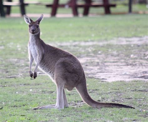 Definitive Guide To Western Gray Kangaroo Facts, Habitat, Conservation ...