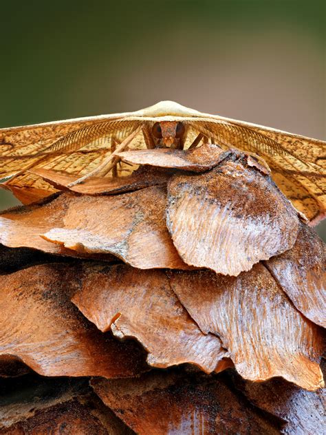 Download wallpaper Butterfly, Insect, Moth, section macro in resolution ...