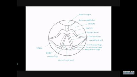 how to draw diagram of larynx for class 8 easily - Brainly.in