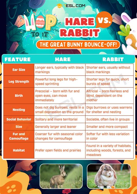 Hare vs. Rabbit: Key Differences between Rabbit and Hare • 7ESL