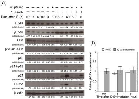 Isorhamnetin Promotes 53BP1 Recruitment through the Enhancement of ATM ...