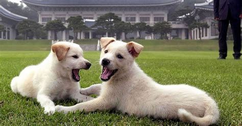 South Korea: Ousted President Park Geun-hye leaves her nine dogs behind ...