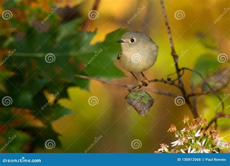 Ruby-crowned Kinglet - Regulus Calendula Stock Photo - Image of america, watching: 130812068