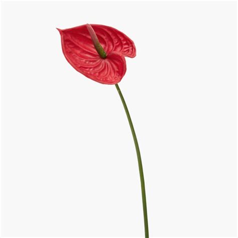 Buy Botanical Decorative Flower Stem- Anthurium from Home Centre at ...