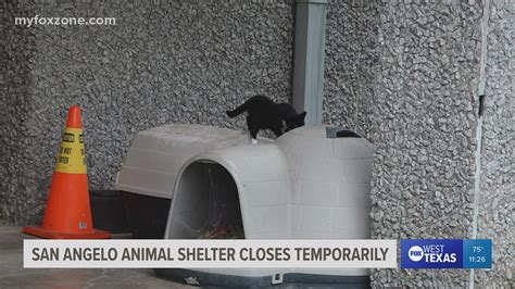 San Angelo Animal Shelter concerns being addressed by City | myfoxzone.com