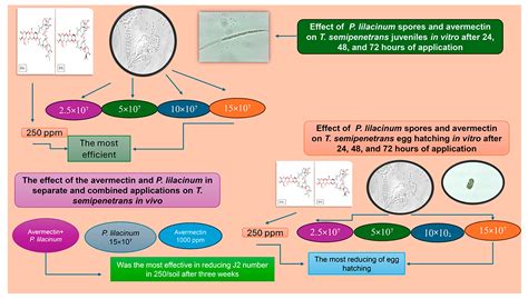 The Combination Effect of Purpureocillium lilacinum Strain (AUMC 10620 ...
