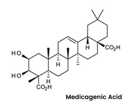 Alfalfa Extract Manufacturer & Supplier in India