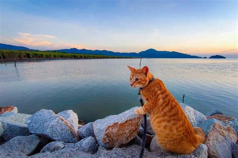 2026 Penang Balik Pulau Countryside Morning Cycling with Transfers ...