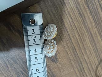 Sri Jagdamba Pearls Dealer White Gold-Plated Jasmine Stud Earrings For ...