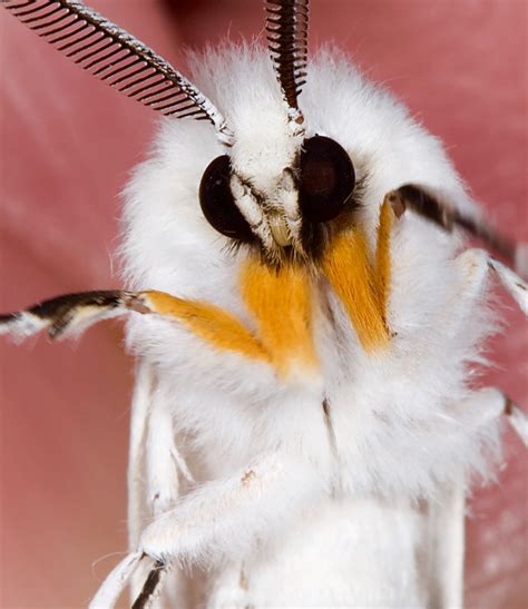 Agreeable Tiger Moth