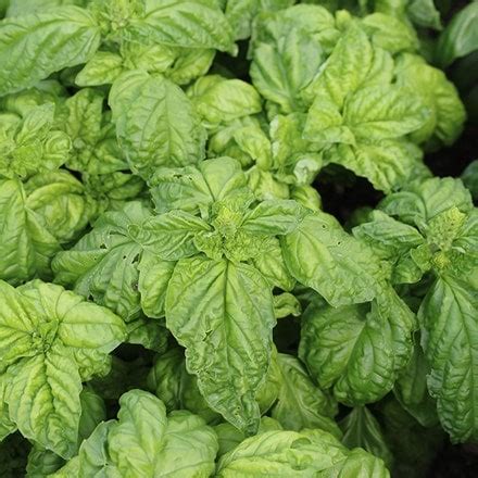 Buy Windowsill herb pots - set of 3 with tray: Delivery by Waitrose Garden