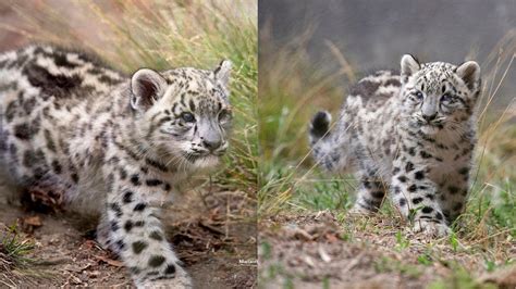 Watch these adorable snow leopard cubs roughhousing with one another ...