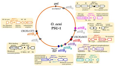 Microorganisms | Special Issue : Siphophages Infecting Food Processing ...
