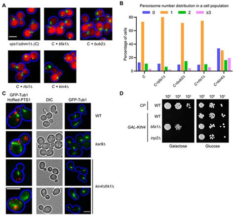 Spindle Position Checkpoint Kinase Kin4 Regulates Organelle Transport ...