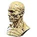 Funnuf Human Model Craft Anatomy Skull Head Muscle Bone Medical Artist ...
