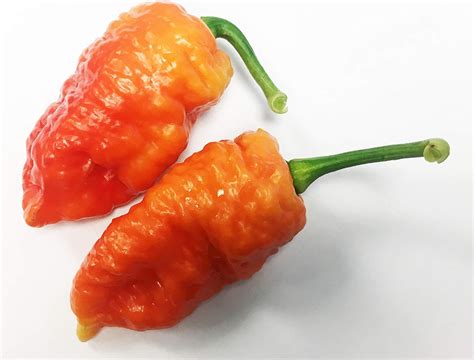 Buy Death Spiral Ultra Hot Pepper Premium Seed Packet Possibly The ...
