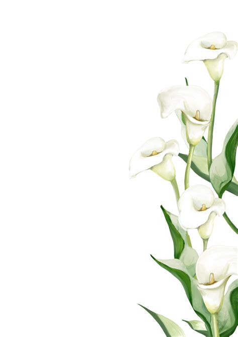 Free White Calla Lilies 14177982 PNG with Transparent Background ...