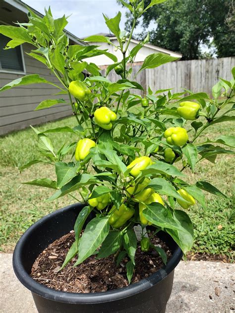 My Cajun Bell Peppers thriving in the Texas sun. : r/gardening