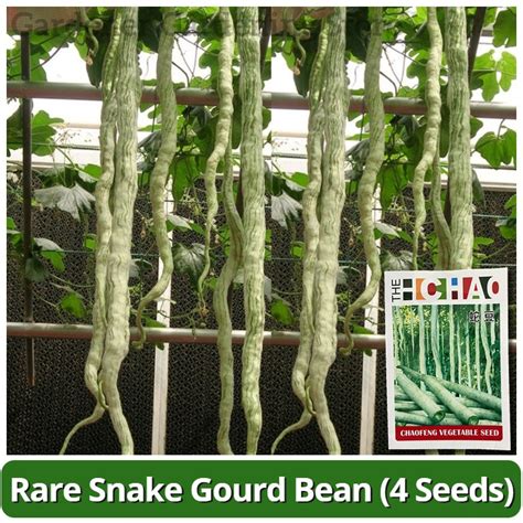 Image result for Python Snake Bean Seeds