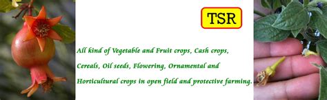 TSR Garden Store Zyme Granules, 5kg Bucket - All-Purpose Organic ...