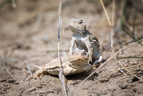Alberta's Only Lizard Species: The Greater Short-Horned Lizard ...