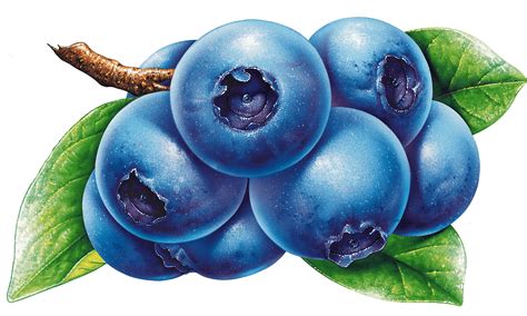 Blueberry Drawing at GetDrawings | Free download
