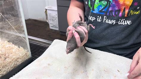 Image result for Intraperitoneal Inoculation Mouse